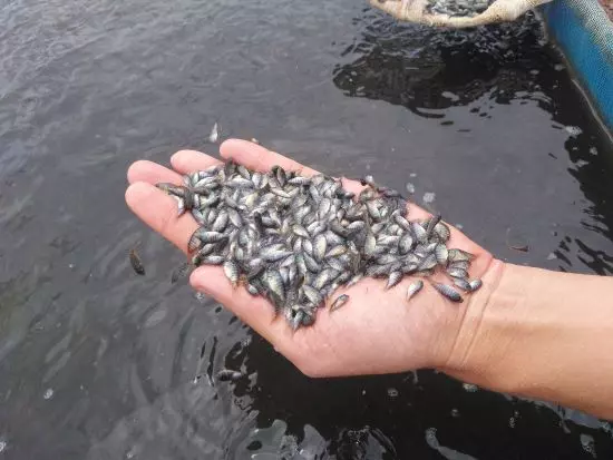 INCLUSÃO PRODUTIVA ][ Governo do Tocantins entrega alevinos e ração em Brejinho de Nazaré